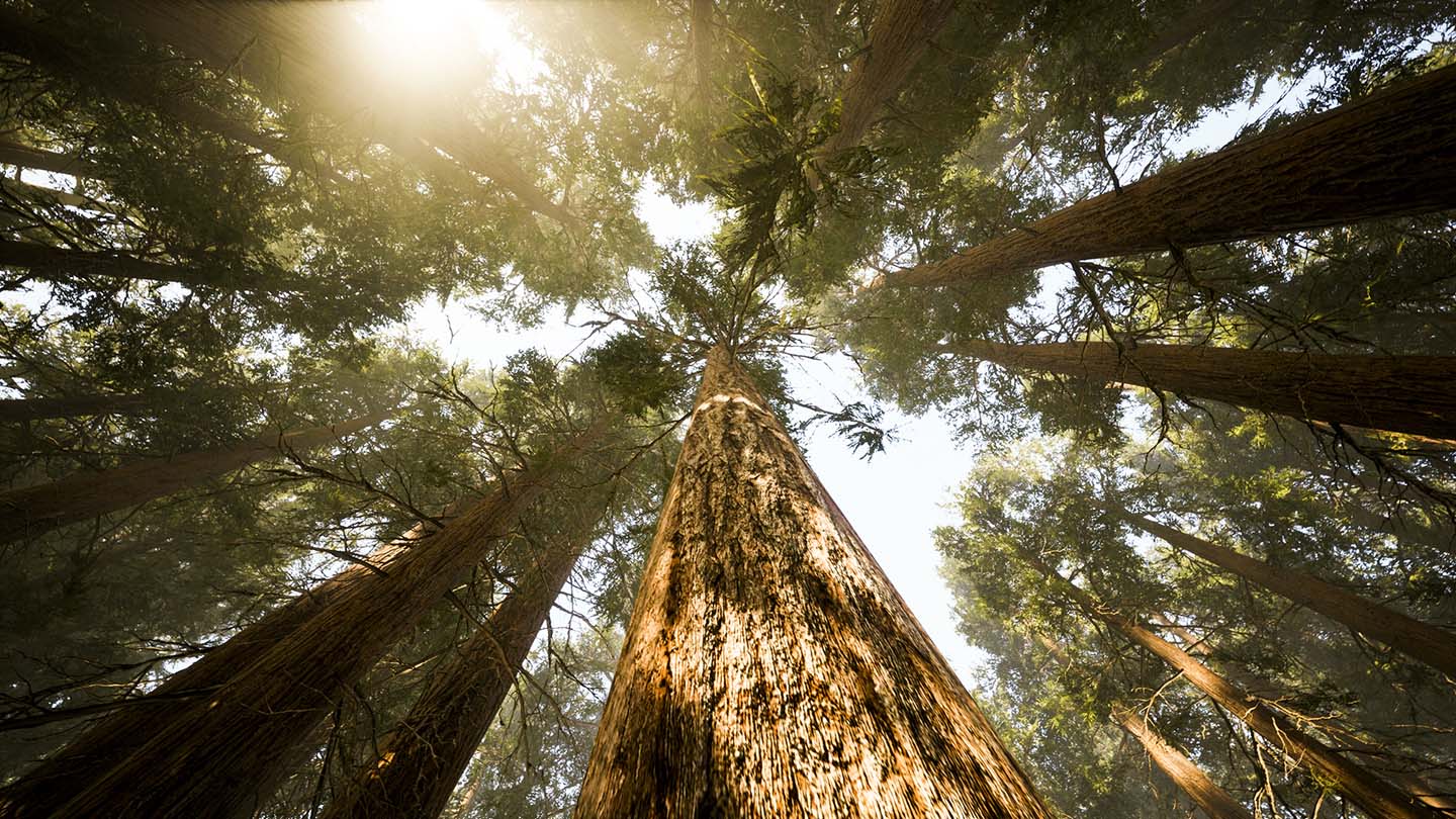 The green forest acts as a stunning contrast to the clear blue sky, the tips of the pointed evergreens reaching towards the sun.