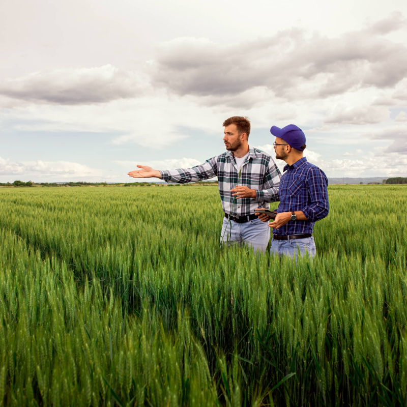 Two farmers standing in green wheat field examining crop during the day.; Shutterstock ID 1815496724; Job: -; purchase_order: -; client: -; other: -